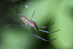 Leucauge venusta