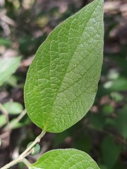Celtis lindheimeri