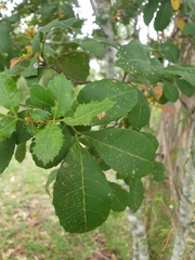 Alectryon subdentatus