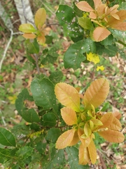 Alectryon subdentatus