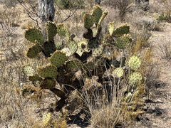 Opuntia rastrera