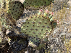 Opuntia rastrera