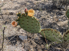 Opuntia rastrera