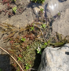 Potamogeton illinoensis