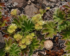 Alchemilla orbiculata
