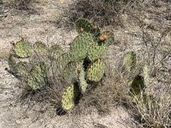 Opuntia rastrera