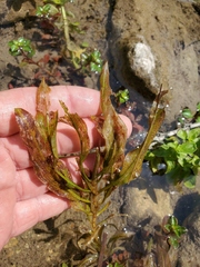Potamogeton illinoensis