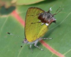 Chlorostrymon maesites