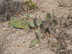 Opuntia rastrera
