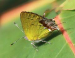 Chlorostrymon maesites