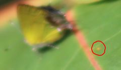 Chlorostrymon maesites