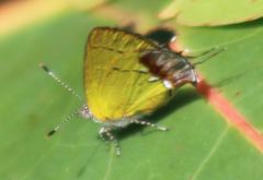 Chlorostrymon maesites