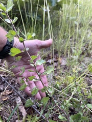 Crataegus alabamensis