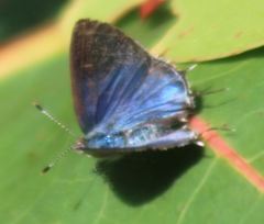 Chlorostrymon maesites