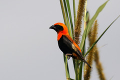 Euplectes hordeaceus