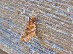 Selenia alciphearia