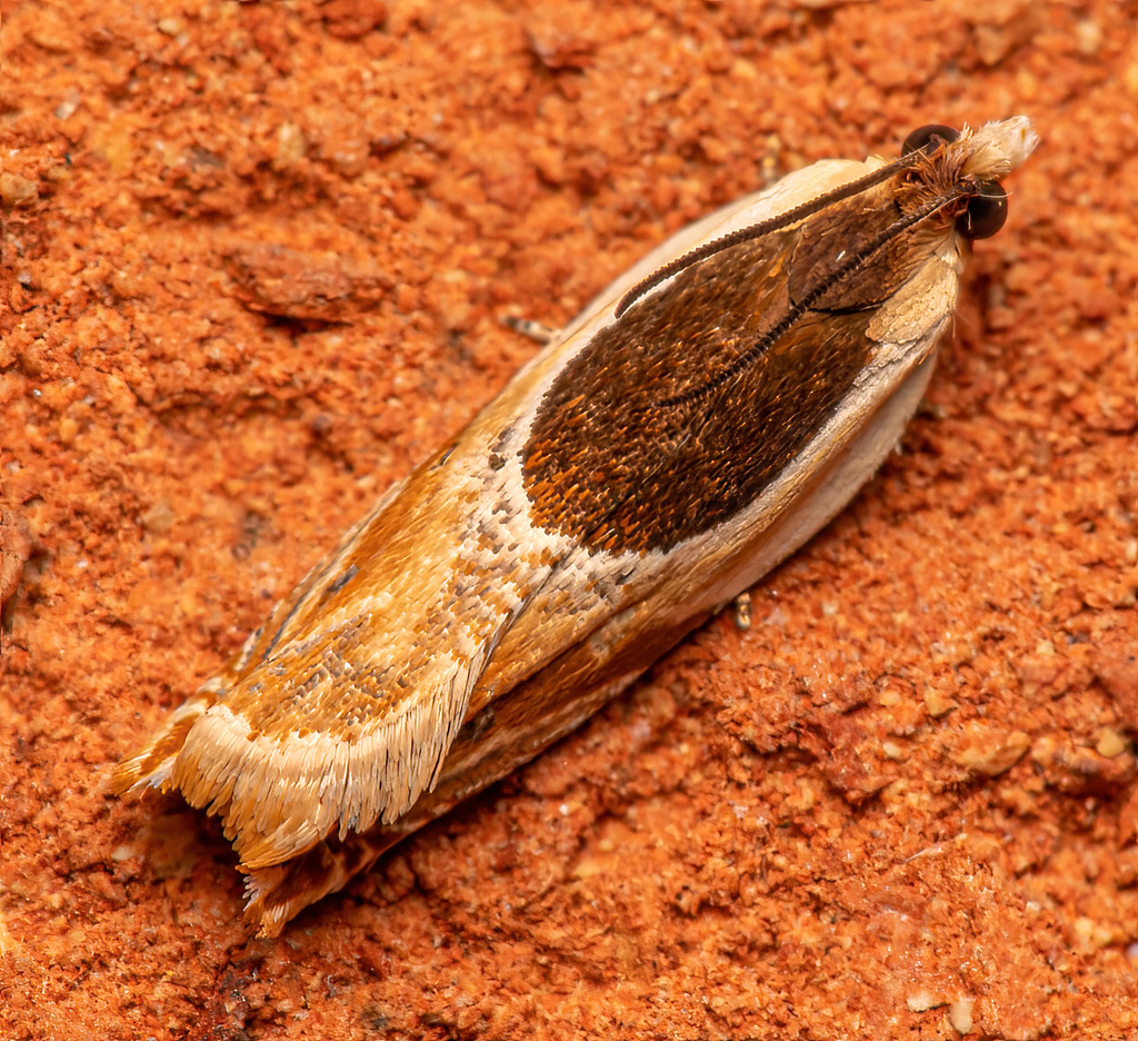 Oak Leaffolder Moth