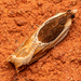 Ancylis burgessiana - Photo (c) Don Marsille,  זכויות יוצרים חלקיות (CC BY-NC), הועלה על ידי Don Marsille