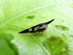 Polyglypta costata