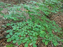Corylus heterophylla