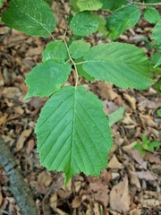 Corylus heterophylla