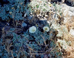 Calystegia collina oxyphylla