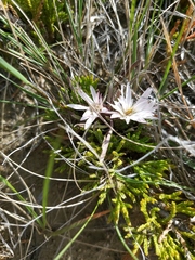 Townsendia hookeri