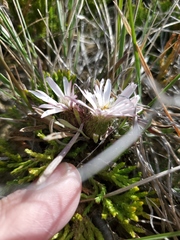 Townsendia hookeri
