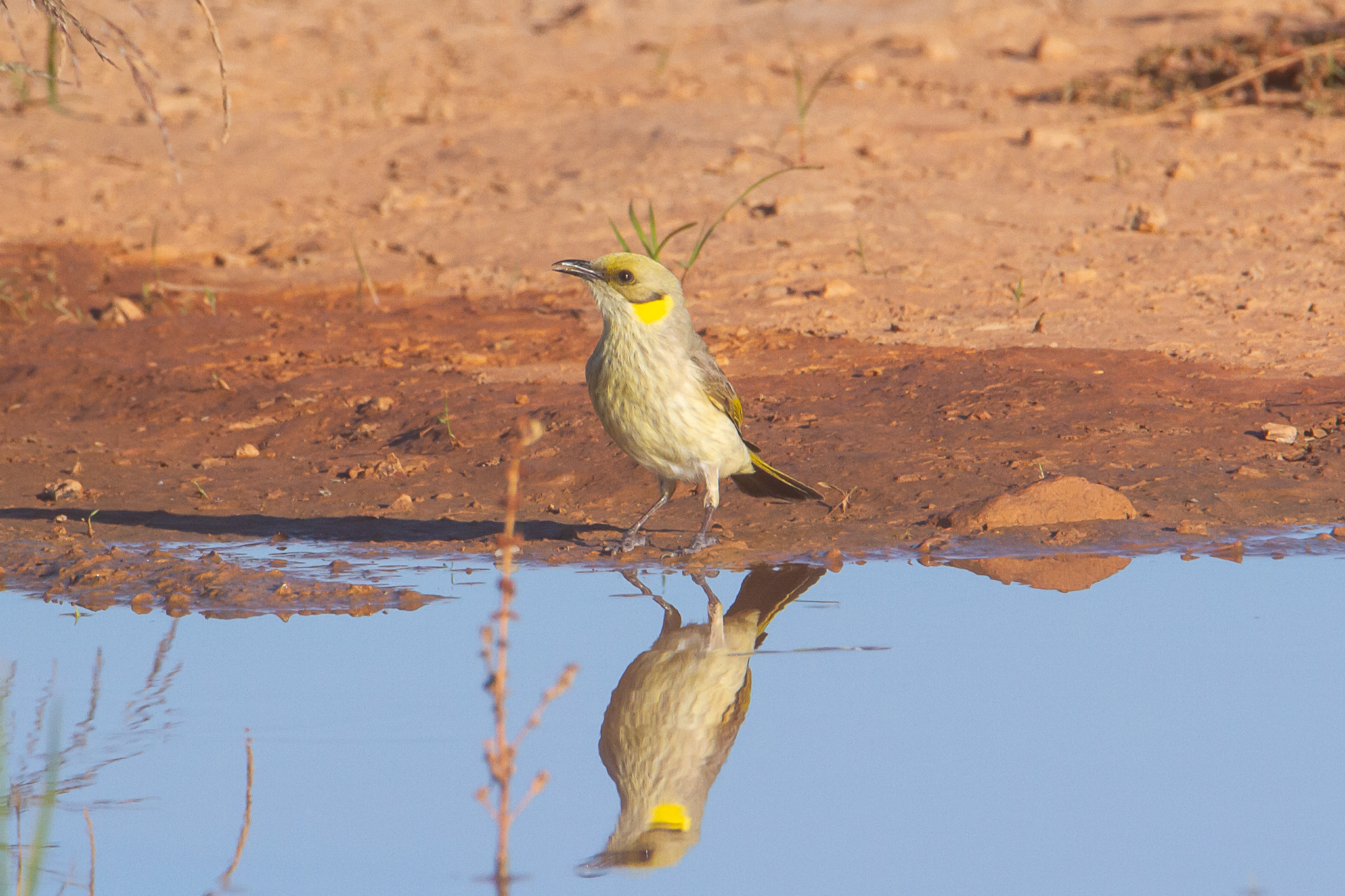 Grey-fronted Honeyeater illustration