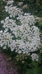 Heracleum sphondylium sphondylium