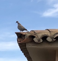 Streptopelia decaocto