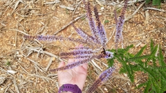 Amorpha herbacea
