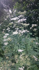Heracleum sphondylium sphondylium