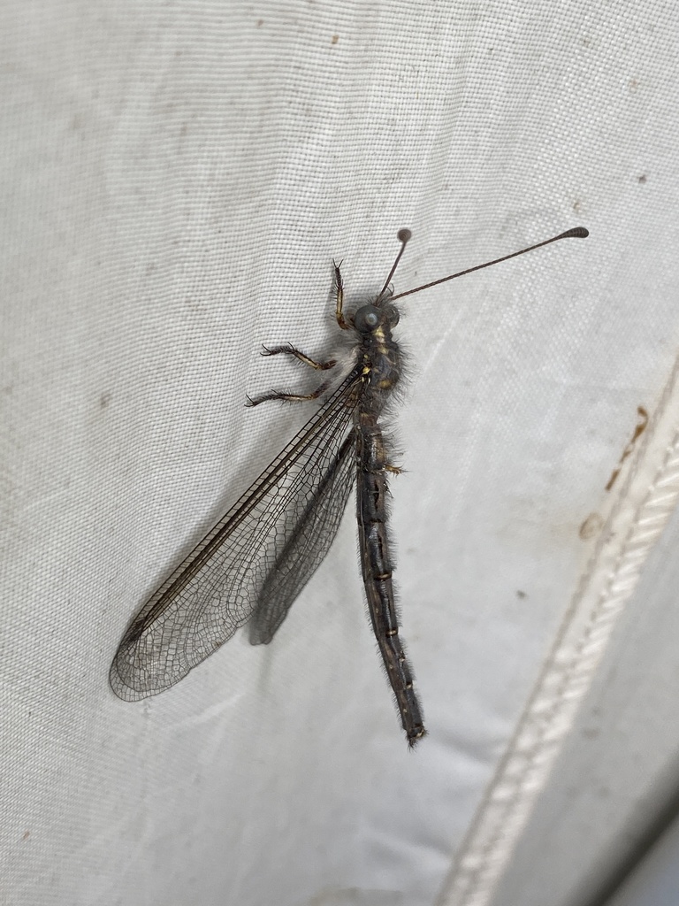 Ascaloptynx appendiculata