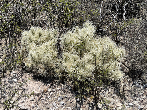 Thistle Cholla