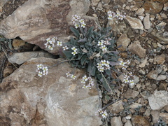 Physaria purpurea