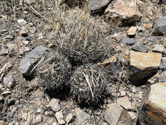 Echinofossulocactus pentacanthus