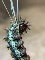 Hemileuca peigleri