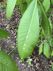 Phylloxera caryaeglobuli