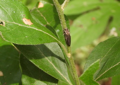 Agrilus macer