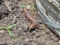 Diploglossidae