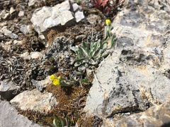 Physaria arctica