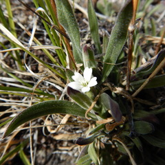 Silene taimyrensis