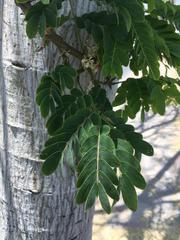 Magnoliopsida