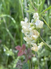 Lathyrus holochlorus