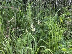 Lathyrus holochlorus