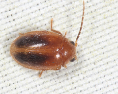 Prionocyphon limbatus