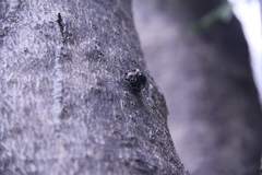 Eucryptorrhynchus brandti