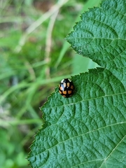 Aiolocaria hexaspilota