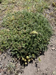 Acaena pinnatifida californica